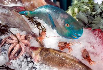 Small - Fish